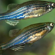 zebrafish