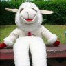 Lambchop
